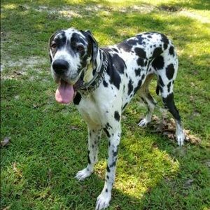 Meet your Posher, Jill